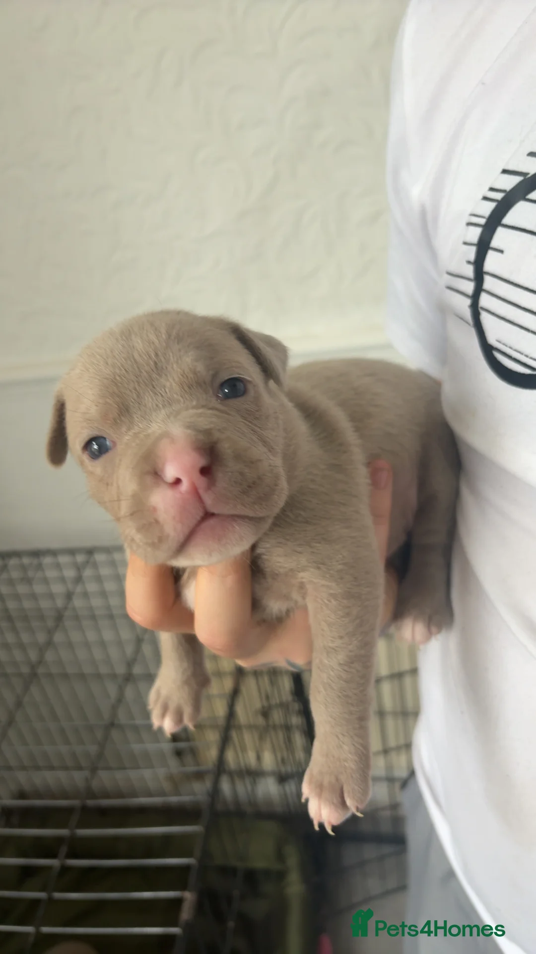 Mixed Breed dogs for sale: Pocket bully cross old English bulldog puppies  - Advert 2