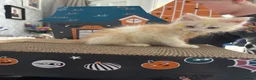 Maine Coon cats for sale: Beautiful mc kittens great personalities - Advert 18