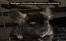 Chinchilla rodents for sale: Adult Proven Ebony Chinchillas For sale  - Advert 3
