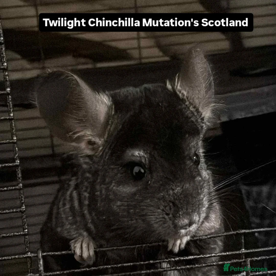 Chinchilla rodents for sale: Adult Proven Ebony Chinchillas For sale  - Advert 3