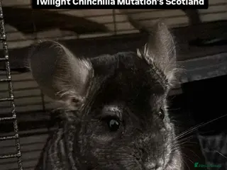 Chinchilla rodents ( Reduced ) One Male Proven Ebony Chinchilla £100 - Advert 2