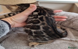 Bengal cats for sale: TICA Registered Bengal Kittens–Ready Nov 2025 🐾 - Image 39
