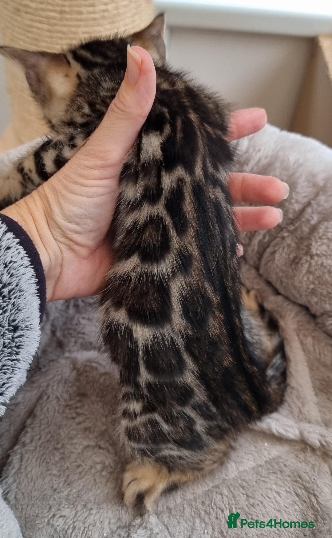 Bengal cats for sale: TICA Registered Bengal Kittens–Ready Nov 2025 🐾 - Image 39