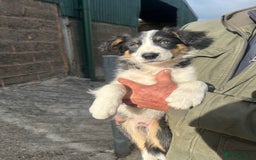 Border Collie dogs for sale: 2 Male border collie pups  - Image 1