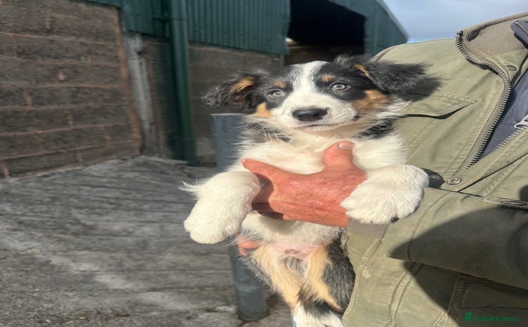 Border Collie dogs - Advert 9