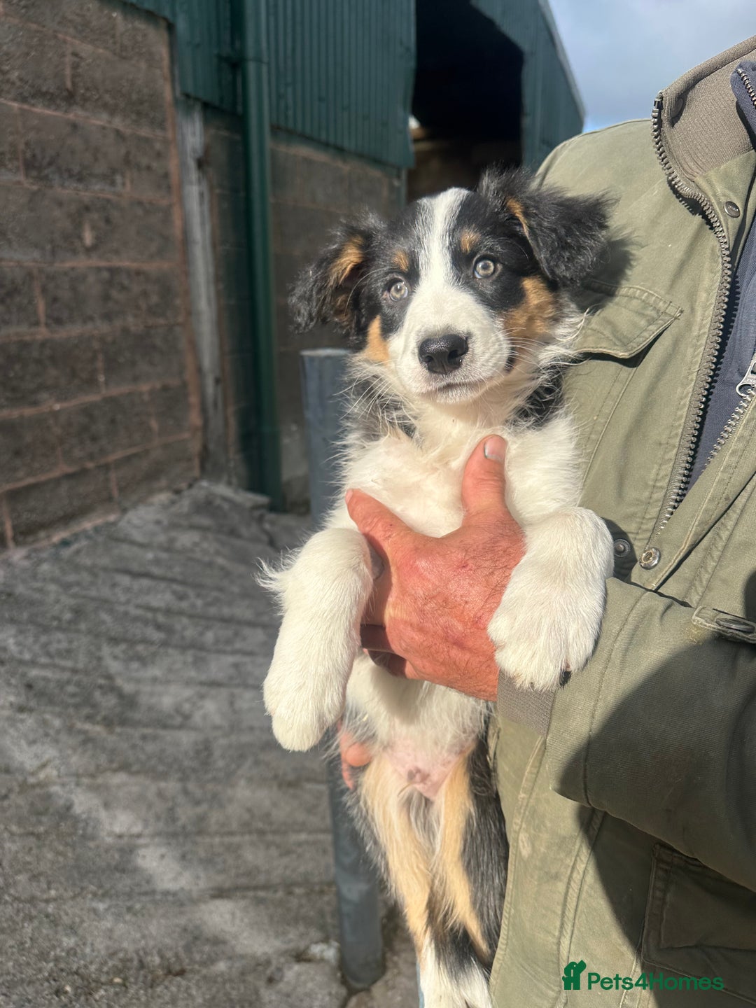 Border Collie dogs for sale: 2 Male border collie pups  - Image 1