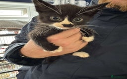 Mixed Breed cats for sale: 4 black and white kittens  - Image 6