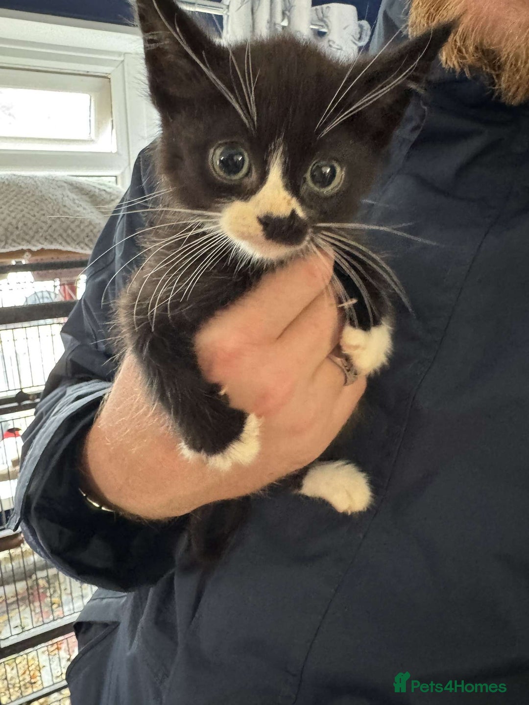 Mixed Breed cats for sale: 4 black and white kittens  - Image 6