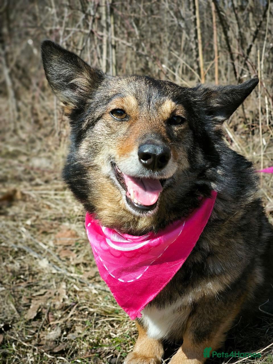 Mixed Breed dogs ❤️BUFFY-BOO❤️ 5yo small size one-in-a-million girl - Advert 1