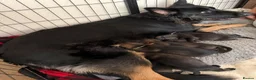 German Shepherd dogs for sale: Beautiful German Shepherd Puppies  - Advert 3