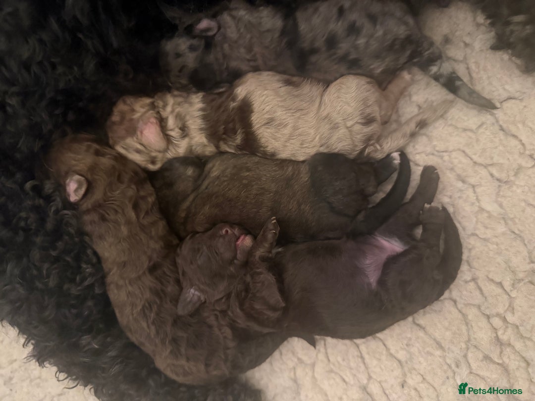 Poochon dogs for sale: 5 stunning poochon puppies with rare colourings  - Advert 12