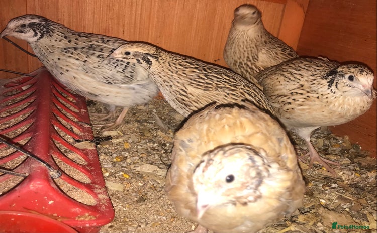 Quail poultry - Advert 16
