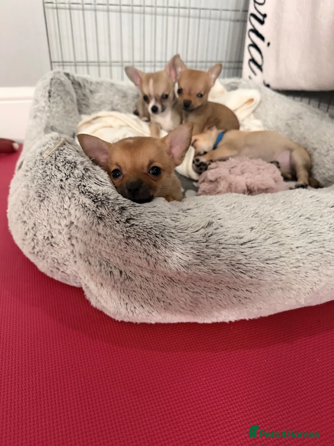 Pomchi dogs for sale: Pomchi  in London - Advert 1