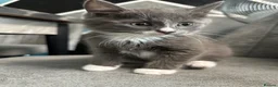 Maine Coon cats for sale: Maine Coon x British shorthair - Advert 16