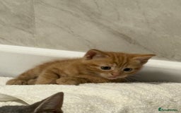 Domestic Shorthair cats for sale: Two beautiful domestic shorthair kittens - Image 4