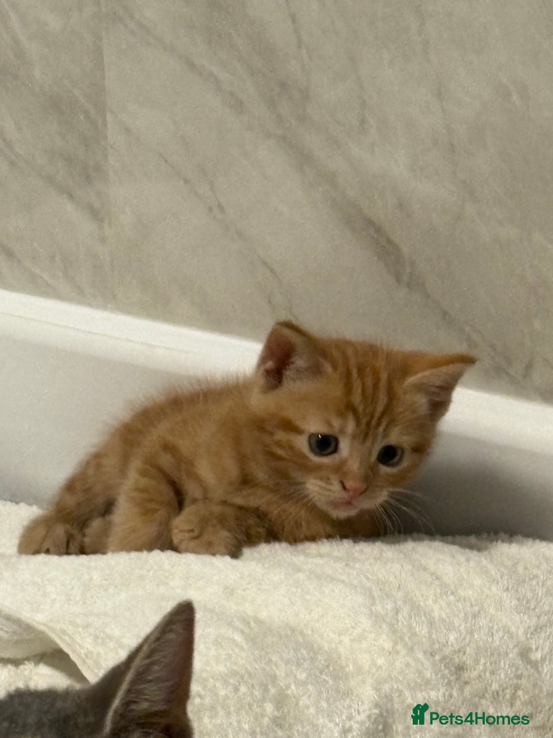 Domestic Shorthair cats for sale: Two beautiful domestic shorthair kittens - Image 4