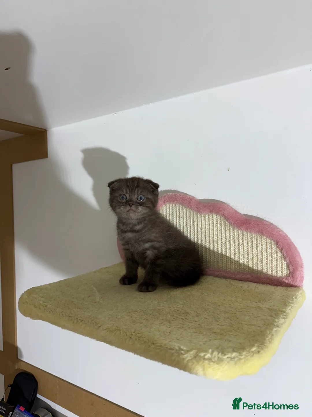Scottish Fold cats for sale: Stunning BSH X Fold choc Boy  - Advert 9