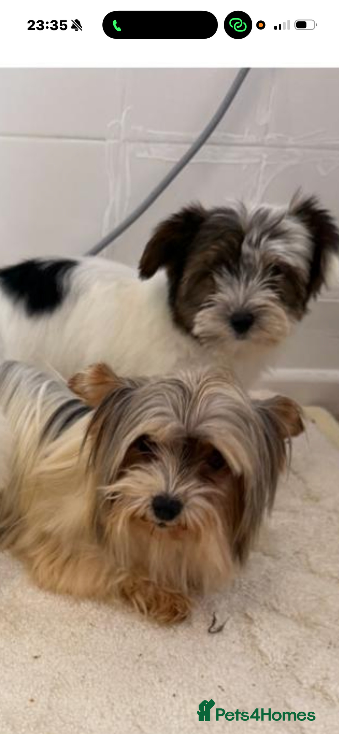 Mixed Breed dogs for sale: Yorkie terrier  - Advert 2