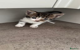 Mixed Breed cats for sale: Mixed breed kittens  - Image 2