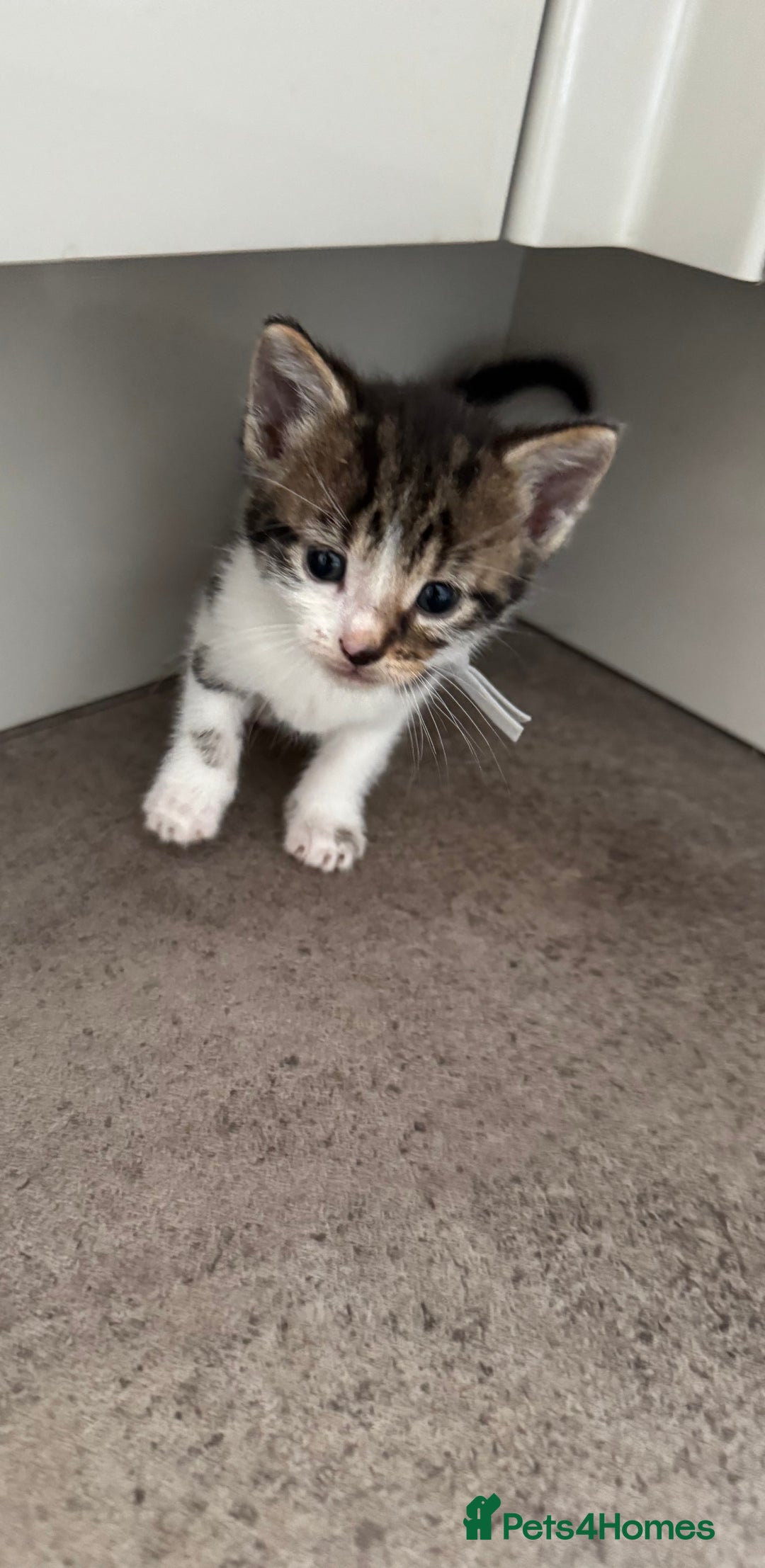 Mixed Breed cats for sale: Mixed breed kittens  - Image 2