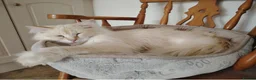 Siberian cats for sale: Stunning older Siberian cats for sale - Advert 16