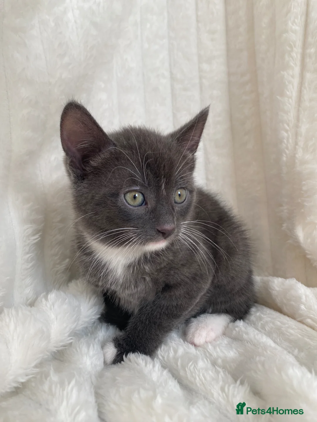 Domestic Shorthair cats for sale: Cute grey kitten - Advert 1
