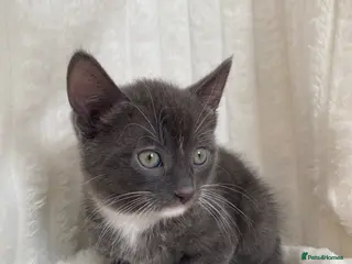 Domestic Shorthair cats Cute grey kitten - Advert 3