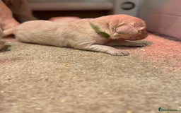 Golden Retriever dogs for sale: 5 outstanding KC golden retriever puppies  - Image 11