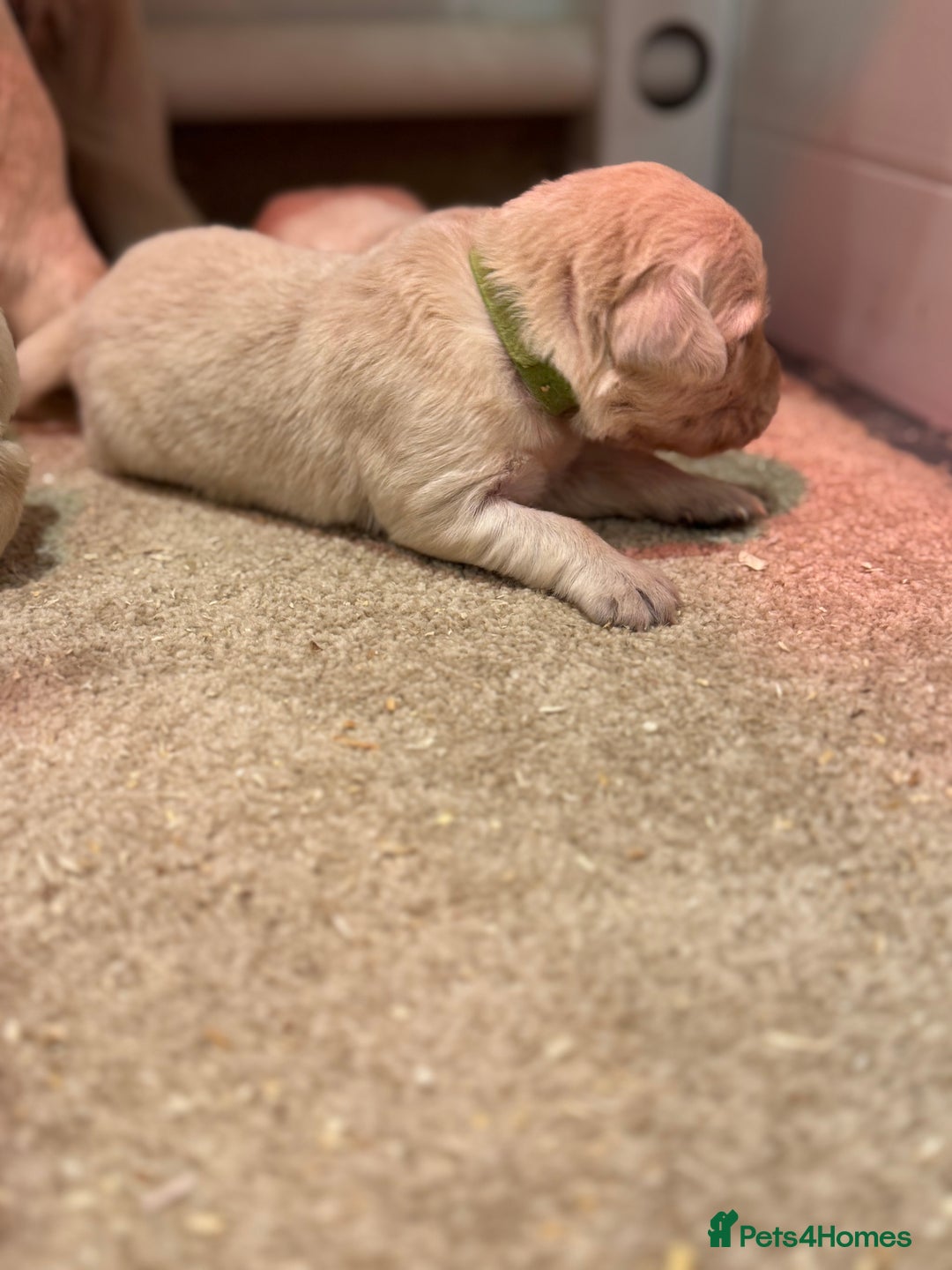 Golden Retriever dogs for sale: 5 outstanding KC golden retriever puppies  - Image 11