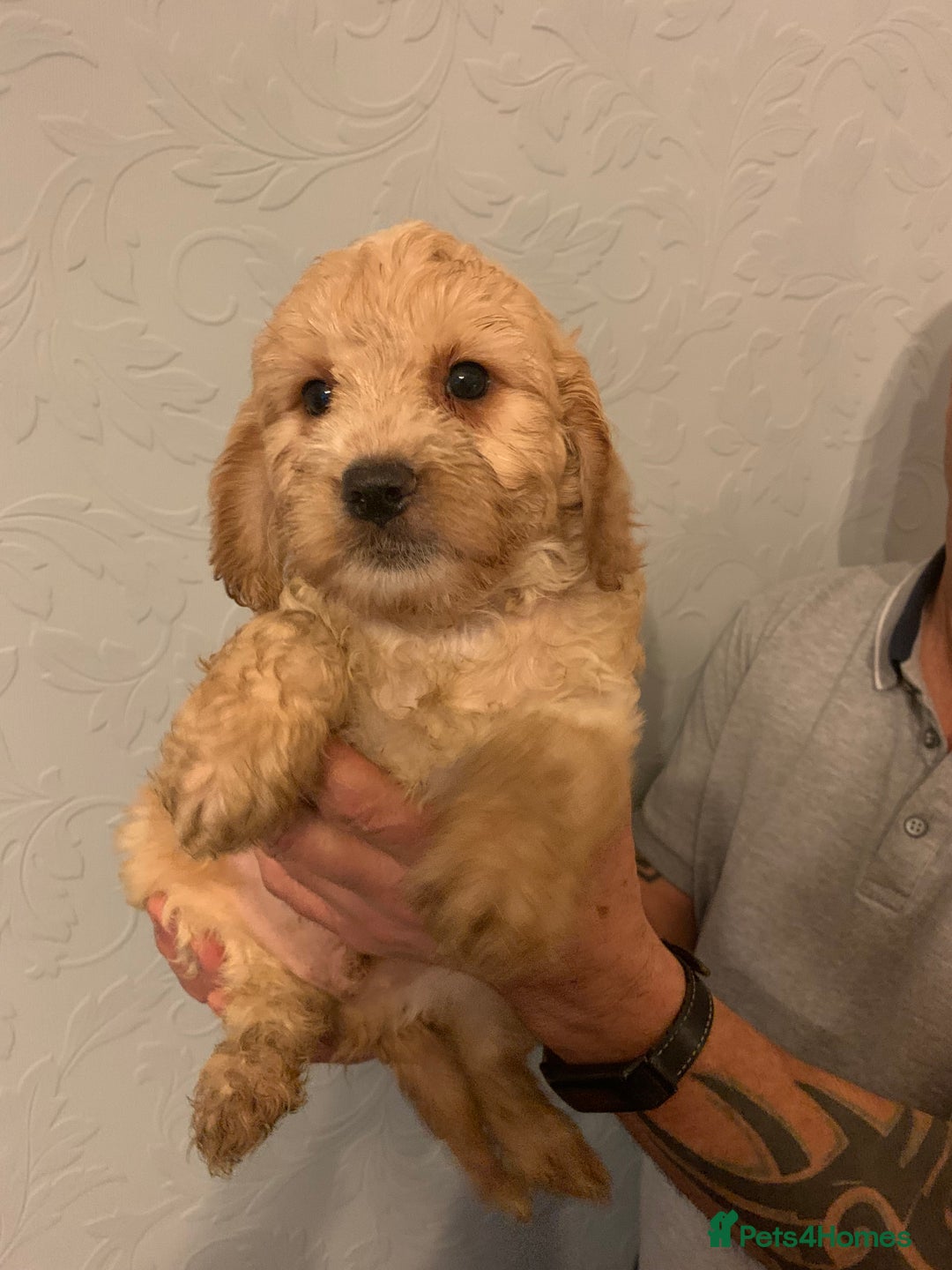 Cockapoo dogs for sale: FABULOUS LITTER OF COCKAPOO PUPPY’S - Advert 5