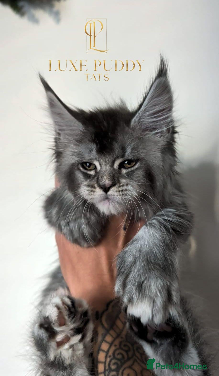 Maine Coon cats for sale: ⚜️ Championline mainecoon kittens ⚜️ - Advert 2