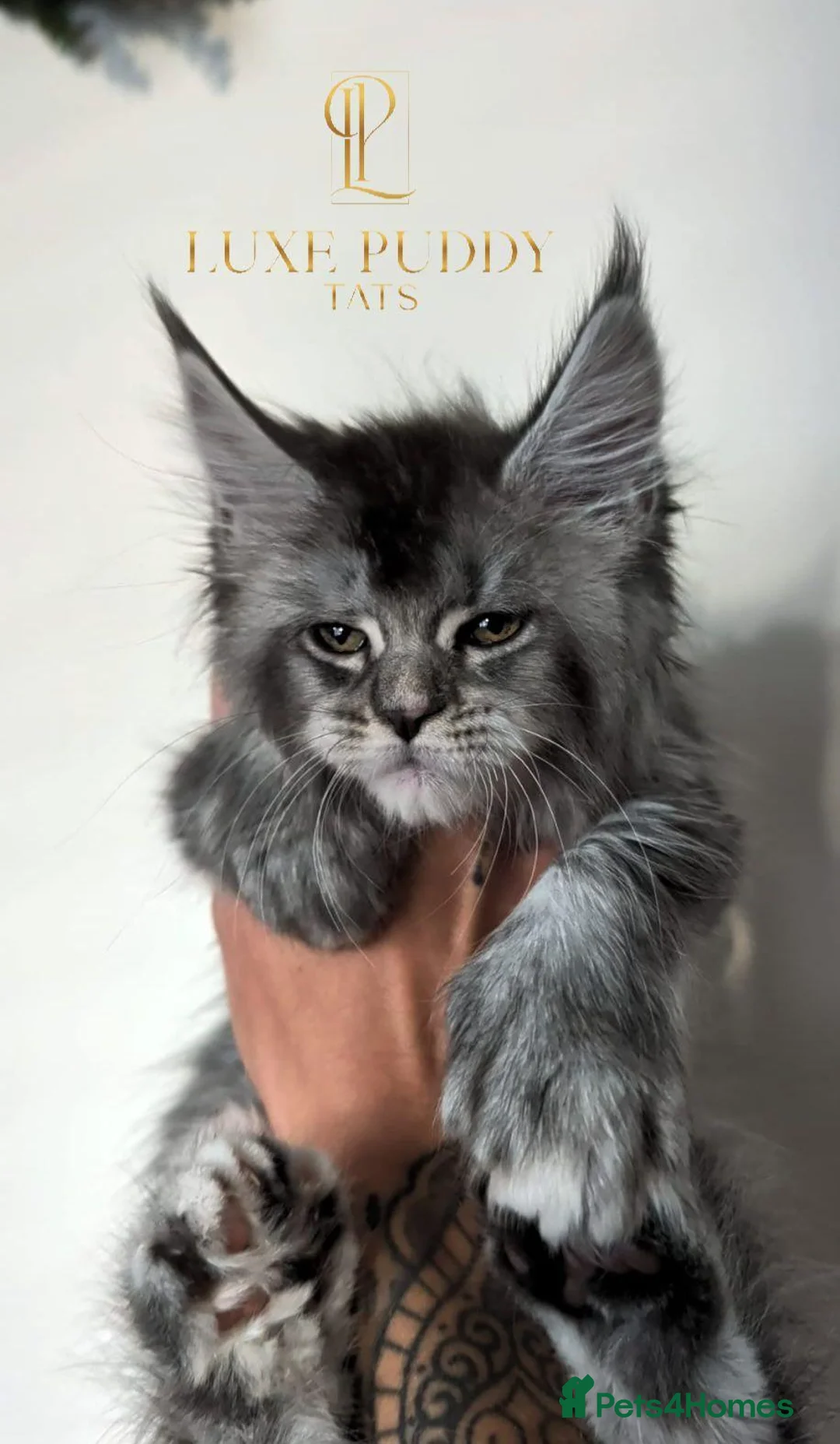 Maine Coon cats for sale: ⚜️ Championline mainecoon kittens ⚜️ - Advert 2