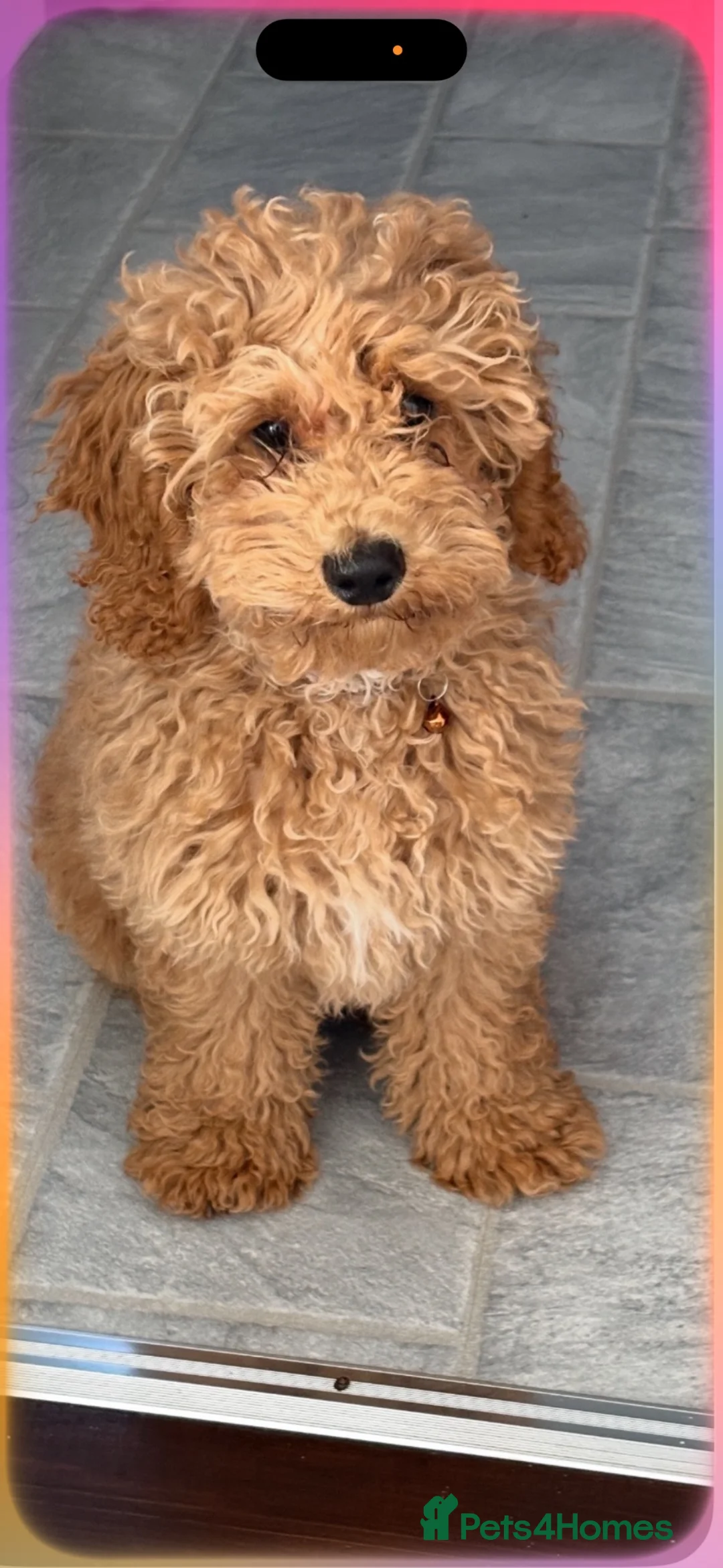 Maltipoo dogs for sale: Piper - Advert 1