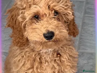 Maltipoo dogs Piper - Advert 9