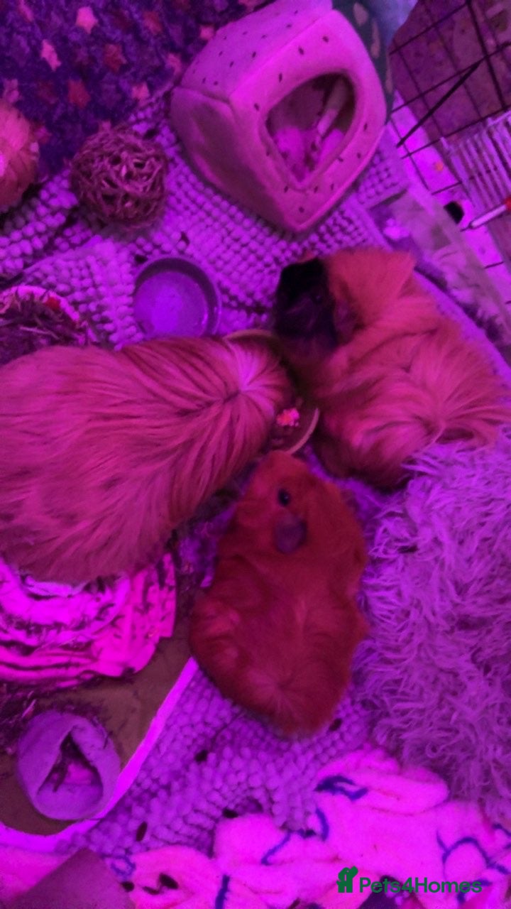Guinea Pig rodents three girl guinea pigs - Advert 2