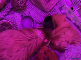 Guinea Pig rodents three girl guinea pigs - Advert 2