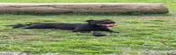 Staffordshire Bull Terrier dogs for sale: KC REGISTERED STAFFORDSHIRE BULL TERRIERS  - Advert 4