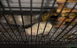 Rat rodents for sale: 3 male rats  - Image 4
