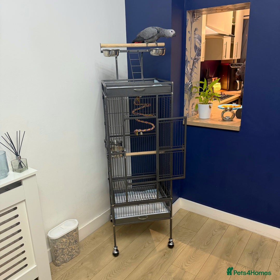 Parrots birds for sale: Baby African Grey Parrot - Advert 2