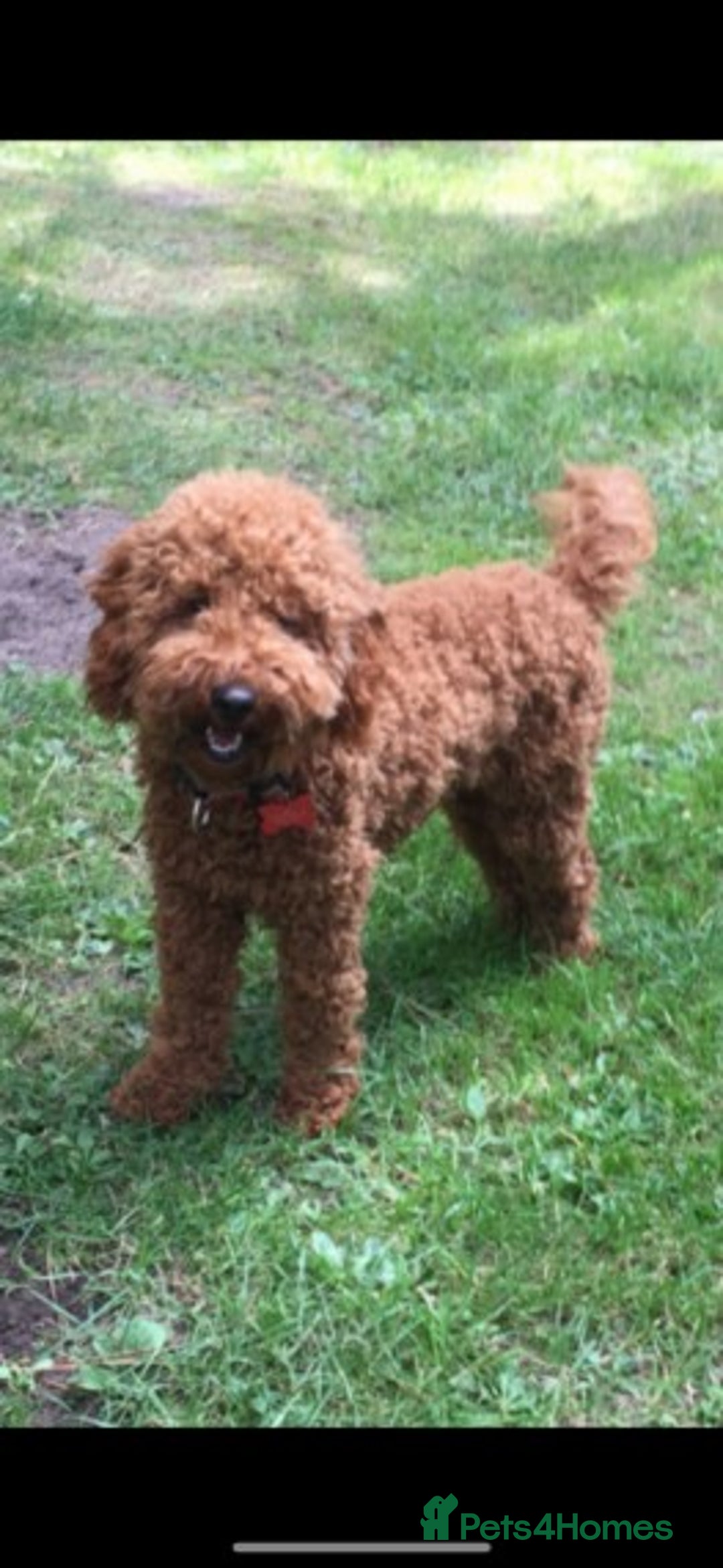Cavapoo dogs for stud: Extensively Heath Tested Deep Red Min Poodle in Mansfield - Image 1