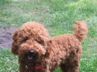 Cavapoo dogs Extensively Heath Tested Deep Red Min Poodle in Mansfield - Advert 2