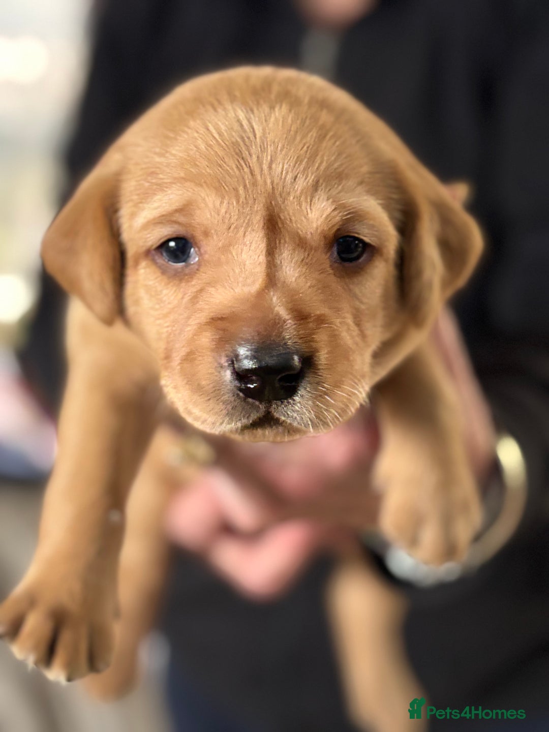 Labrador Retriever dogs for sale: HOME REARED KENNELCLUB REGISTERED LABRADOR PUPPIES - Advert 17