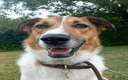 Mixed Breed dogs for adoption: MONTY - big, loving floofball! - Image 8