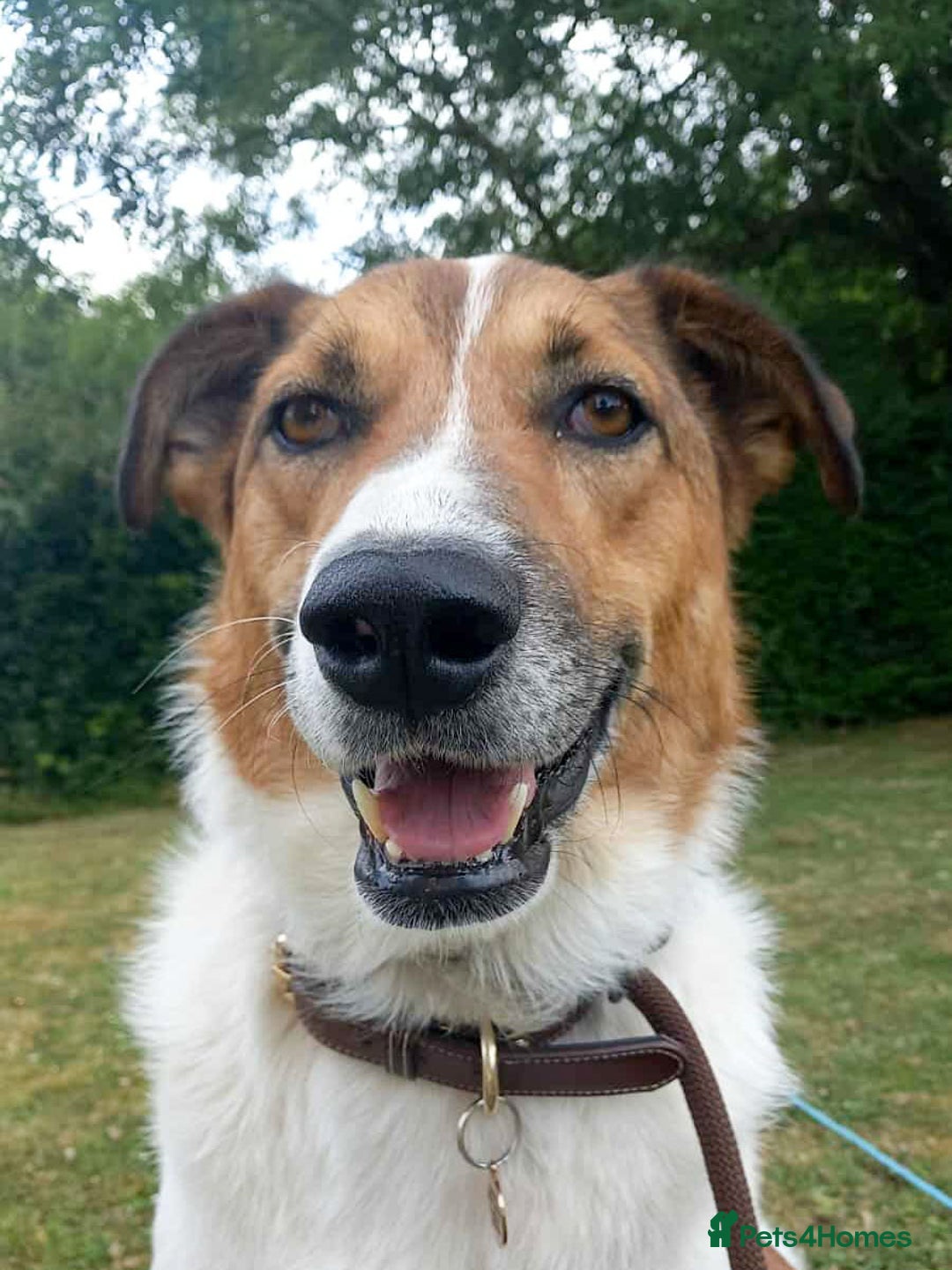 Mixed Breed dogs for adoption: MONTY - big, loving floofball! - Image 8