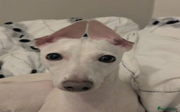Italian Greyhound dogs for sale: Blue Italian Greyhound Puppies KC reg - Image 8