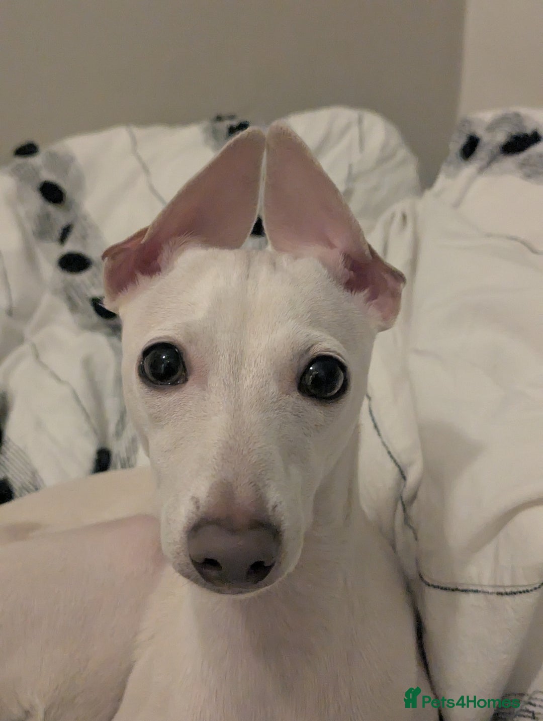 Italian Greyhound dogs for sale: Blue Italian Greyhound Puppies KC reg - Image 8