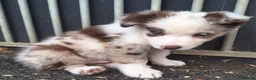 Border Collie dogs for sale: Beautiful fluffy Collie Pups for Sale - Advert 4