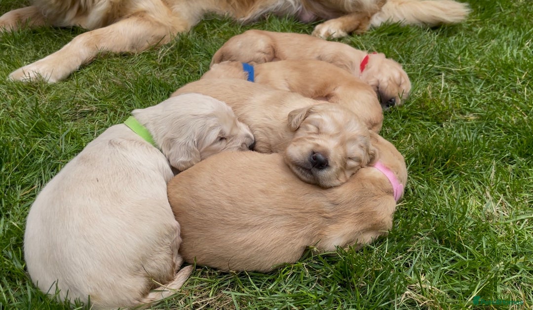 Golden Retriever dogs for sale: OUTSTANDING PEDIGREE GOLDEN RETRIVER PUPPIES KC - Image 14