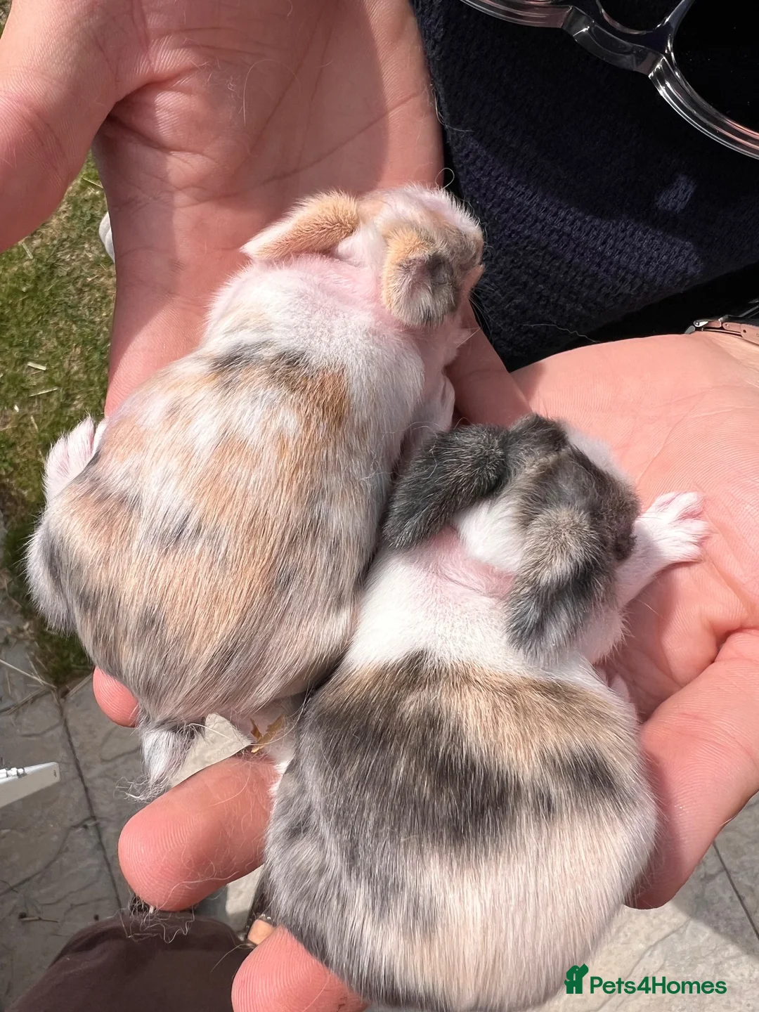 Lionhead rabbits for sale: Lionhead bunnies  in Nantwich - Advert 1