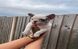 French Bulldog dogs for sale: Beautiful French bulldogs  - Image 7